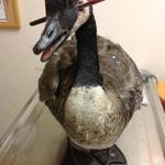 “He’s the luckiest goose in the world,” said veterinarian Greg Mertz, who removed an arrow from the bird’s head.