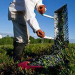 A worker raked wild blueberries from last week. More than 80 million pounds are expected to be harvested this year.