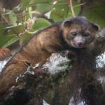 The olinguito, the first carnivore species to be discovered in the Americas in thirty-five years. 