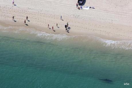A great white shark, lower right, patrolled off  Cape Cod’s Nauset Beach on Aug. 30, 2012.
