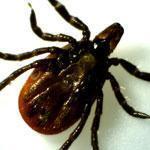 Deer ticks were blamed for  3,342 confirmed Lyme disease cases reported in Massachusetts last year.