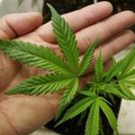 The state may license up to 35 marijuana dispensaries this year.