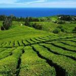 Camellia sinensis was discovered growing wild in the Azores’ rich soil and Atlantic breezes, and in the 1870s commercial production began. Gorreana Tea Plantation offers tours. 
