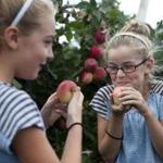 Lucy Twombly, 10, (left) shared an apple with her friend Jane Reilly, 10, at Russell Orchards in Ipswich.