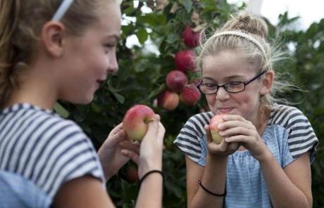 Lucy Twombly, 10, (left) shared an apple with her friend Jane Reilly, 10, at Russell Orchards in Ipswich.
