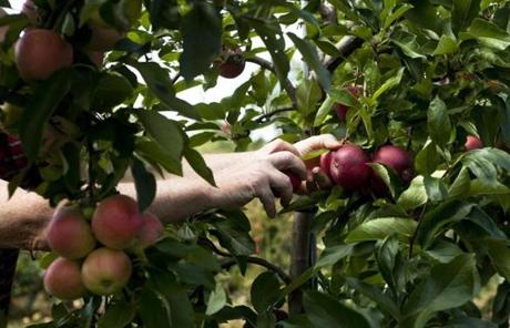 The apple-growing season has been almost ideal, only complicated by dry conditions that could be overcome by irrigation.
