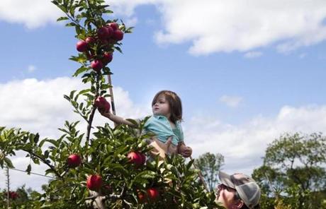 Josh Moriarty of Newburyport lifted his 2-year-old daughter, Maggie, so she could pick an apple at Russell Orchards.
