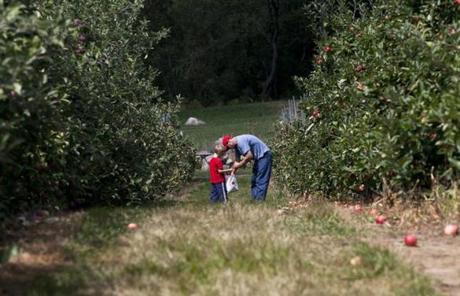 Apples were ready for picking earlier than normal this year, with some growers reporting fruit above average in size.
