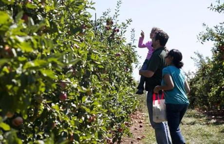 Nathan Fleming and Bib Sinha of Hamilton looked for apples to pick with their daughter, Mira, at Russell Orchard in Ipswich.
