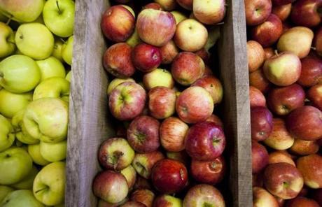 Favorable growing conditions have produced a bumper crop of apples this year.
