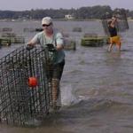 Don Merry (left) and Jason Costa bring empty cages back to their boat on Duxbury Bay, where oyster harvesting has been banned due to an outbreak of bacteria.
