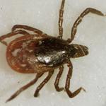 More than 3.4 million Lyme tests are performed across the United States each year, according to the CDC. 