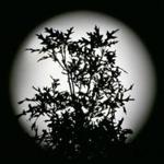 An oak tree was framed by a full hunter’s moon rising over a Pembroke front yard. 