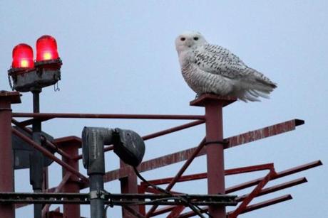 Snowy owls are drawn to the low, flat land around Logan.
