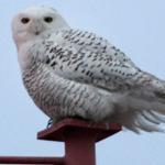 Snowy owls are drawn to the low, flat land around Logan.
