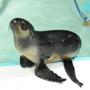 Chiidax, a rare 4-month-old fur seal pup from Alaska, arrived at the New England Aquarium last week.