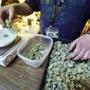 An employee weighs portions of retail marijuana to be packaged and sold a tDenver shop.