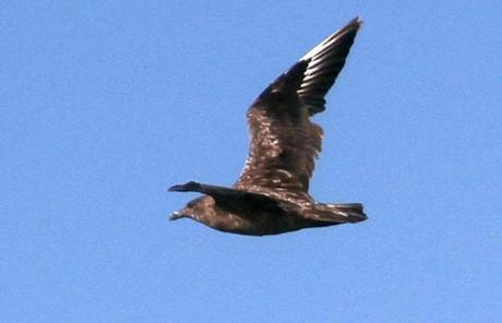The 749th bird spotted by Hayward was a Great Skua, seen from a boat along the North Carolina coast. 
