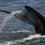The fluke of a right whale was seen near Provincetown in March.
