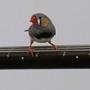 This zebra finch and 69 others produce unpredictable surges of sound by pecking and stepping on an array of amplified guitars.