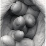 “Interlocking Fingers No. 17,” part of John Coplans’s “Hands” exhibit at Miller Yezerski Gallery.