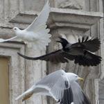 A dove that was released by children flanked by Pope Francis was chased by a black crow in St. Peter's Square.