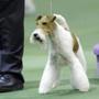 Sky, a wire fox terrier, also won the terrier group at the Westminster Kennel Club dog show.