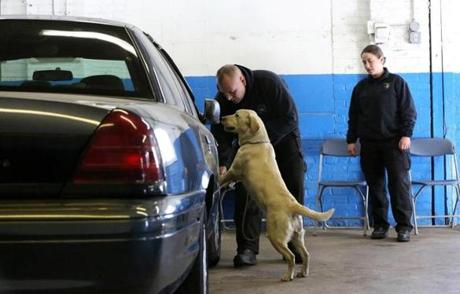 Cambridge police Sergeant E.J. Frammartino worked with his 22-month-old Labrador retriever, Dixie. Observing at right is MBTA Transit Police Officer Stacy Cassetta. If Dixie stays on task, her reward is a tennis ball.
