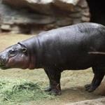 Inocencio, a 2-year-old male pygmy hippo, made his public debut in the Tropical Forest at Franklin Park Zoo.