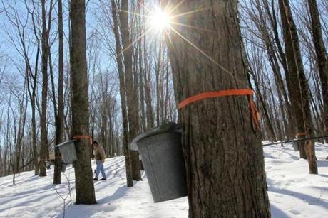 Ron Wenzel inspected 400 buckets on trees that produce thousands of gallons of maple sap in Hebron, Conn.
