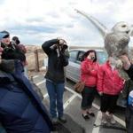 People cheered for snowy owl Century, released at Parker River National Wildlife Refuge. 