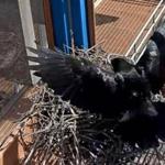 Wellesley College’s Ravencam is broadcasting the family dynamics of the birds at their nest on a fire escape at a campus building.