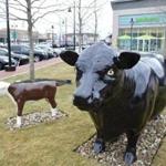 The cows at MarketStreet Lynnfield. 