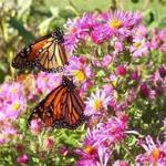 Monarchs on asters. 