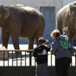 Kelly Carvalho and her son, Owen, waved at Ruth and Emily, longtime residents of the Buttonwood Park Zoo in New Bedford. Some advocates want to relocate the aging elephants.