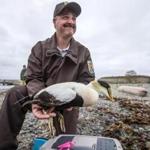 Biologist Chris Dwyer released an eider from Georges Island. A virus has taken a toll on the birds.