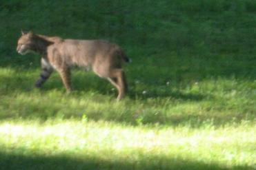 A bobcat strolled across the backyard Saturday morning of the Levenson family in Sharon.
