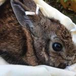 Development has affected the New England cottontail.