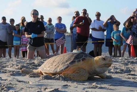 Four loggerhead sea turtles were released in Virginia this weekend.
