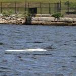 ?This whale is at least 1,000 miles from the closest known habitat,? animal welfare worker said.