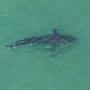 A great white shark off Nauset Beach on Saturday.