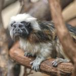 This cotton-top tamarin is one of several new animals on display this summer at the Stone Zoo in Stoneham