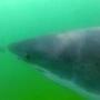 A great white shark was spotted off of Chatham on Thursday.