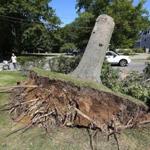 A couple stopped to look at an uprooted tree on the lawn of the Ipswich Museum?s Whipple House.