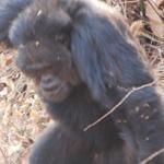 Researchers found that lethal attacks among chimps were more common in crowded communities with lots of males.