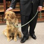 Suffolk County District Attorney Daniel F. Conley introduced Indy, a facility dog, during a press conference in Boston on Thursday.