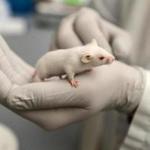 Mice are being developed that can be implanted with human cancer cells, allowing for drug tests on those human cells.