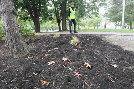 Edith Heyck, park manager for Waterfront Promenade Park in Newburyport, walked past flower beds where skunks have been digging for grubs. 
