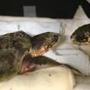 Eleven rescued sea turtles are being cared for at the New England Aquarium's Quincy facility. 