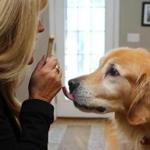 Marcie Bergan of Seabrook, N.H., with Jackson, her fiance?s golden retriever, of whom he shares custody with an ex.